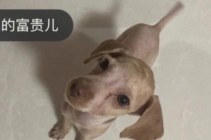 为什么要给泰迪犬剃胎毛？（剃胎毛的好处有哪些？）