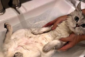 猫咪怀孕多久后适合洗澡（洗澡时间、频率和注意事项一览）