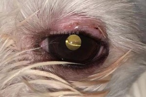 狗狗眼睑炎（小心这3种眼睛炎症，保护你的宠物的视力健康）