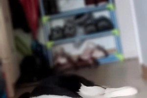 如何训练边牧在家大小便（室内训练和定时排泄，让边牧成为家中的乖巧宠物）