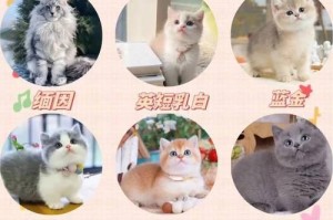 拉布拉多幼犬喂养指南（关爱拉布拉多幼犬的饮食健康）