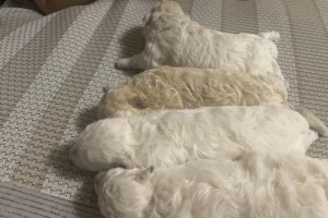 刚出生的泰迪狗（从娇小无助到活泼可爱，见证泰迪狗成长的奇妙旅程）