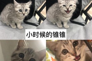 英短猫孕期的持续时间及注意事项（了解英短猫孕期的关键时间节点和保健要点）