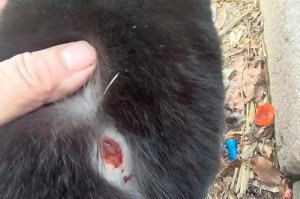 猫前腿有脓清理后需要多久康复？（探究猫咪脓疮治愈的时间及注意事项）
