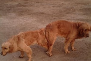 金毛犬洗澡的最佳时间及频率（了解金毛犬洗澡的时间表和注意事项）