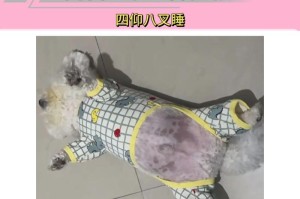 狗狗的睡姿揭示情绪的秘密（探索狗狗6种不同睡姿所代表的情绪，让我们更了解它们）
