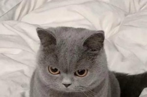 了解短毛猫的饮食需求（短毛猫的饮食概述及重要营养）