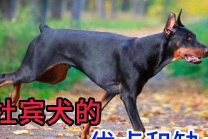 了解杜宾犬的价格及挑选方法（如何选择适合自己的杜宾犬？）