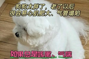 为什么狗狗夜里会出现咳嗽吐的情况？（了解狗狗夜间咳嗽吐的原因和应对方法）