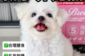天热时比熊常见的症状及应对方法（小狗天气炎热时会出现的异常表现与处理技巧）