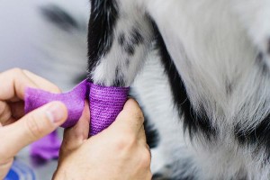 狗狗抽血后多久可以洗澡？（洗澡时间的关键因素和注意事项）