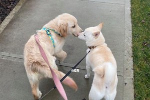 金毛生产间隔的正常周期（探讨金毛犬生产间隔的时间规律）