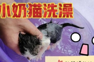 怀孕母猫生完多久洗澡？（正确的洗澡时间和注意事项）
