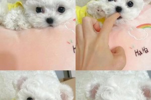 比熊犬疫苗接种时间的重要性（保护你的比熊免受疾病侵害的关键）