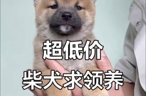 挑选纯种柴犬的终极指南（价格、品质、健康，一网打尽！）