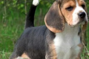 探秘短耳朵的狗的品种多样性（从法国斗牛犬到威尔士柯基犬，探索世界各地的短耳朵狗品种之谜）