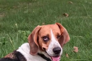 比格犬的饲养需求与注意事项（一只快乐健康的比格犬，你需要知道的关键信息）