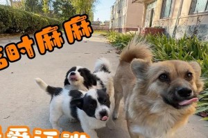刚断奶的小奶狗如何科学饮食（了解小奶狗的营养需求，健康成长）