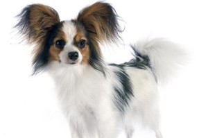 如何挑选适合的纯种蝴蝶犬？（购买蝴蝶犬的时候如何选择才最合适？）