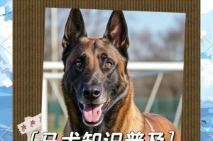如何判断马犬的纯度？（探讨马犬纯不纯的判断方法及关键因素）