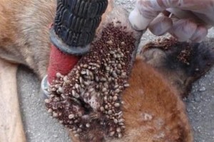 幼犬球虫病（揭开幼犬球虫病的致命倒计时，）