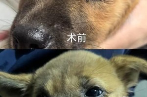 狗的眼疾病（探索狗眼疾病的常见症状、诊断和预防措施）