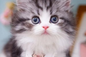 家猫的独特特点与魅力（探索家猫的神秘世界，发现它们的独特之处）