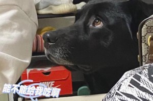狗狗吃完后多久可以出门？（探讨狗狗进食后出门的最佳时机）