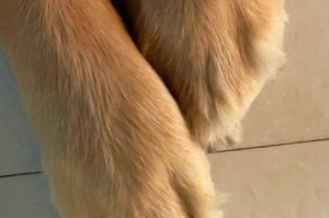 金毛小时候的可爱小脚掌（一窥金毛犬幼崽脚掌的成长轨迹）