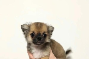 吉娃娃狗的丰富多彩色彩世界（探索吉娃娃狗的各种色彩美）
