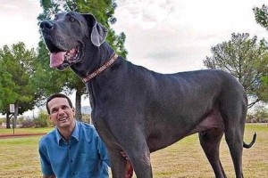 探索世界上最大的狗品种——大丹犬（了解大丹犬的特点、历史和饲养要点）