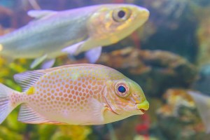 饲养水族鱼中容易繁殖的品种（探索适合初学者的水族鱼繁殖品种及技巧）