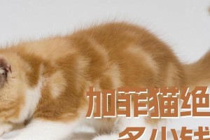 探秘加菲猫的价格（了解加菲猫的市场行情和价格范围）