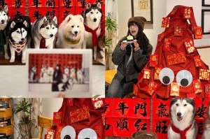 哈士奇遛步频率解析（探究哈士奇遛步的时间间隔和需求）