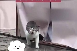 如何让猫爱上外出？教你三招带猫出门不再狼狈（让你的猫咪喜欢户外探险，享受健康的室外生活）