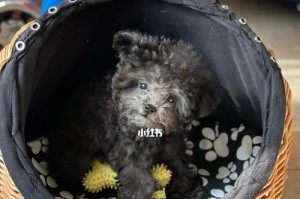 四个月大的泰迪应该吃什么狗粮？（四个月大的泰迪的饮食需求及狗粮选择建议）