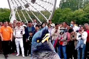 如何训练八哥说话？（方法分享，让您的八哥成为会说话的鸟儿）