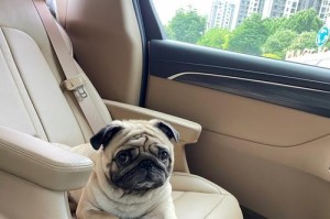 中国本土名犬——巴哥犬的价格及市场需求