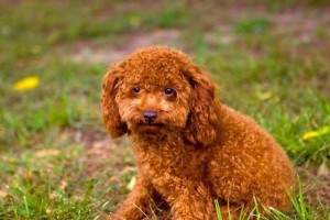 棕色贵宾幼犬的毛发变色过程剖析（从幼犬到成年犬，一种奇特的变色经历）