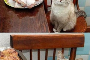 猫咪的喜好（探究猫咪喜欢玩耍的原因及玩耍的好处）