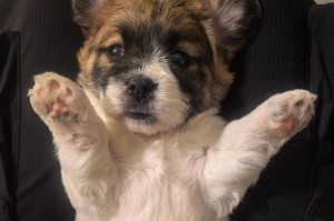 小心！以狗在家里生小狗的忌讳（宠物繁殖中需注意的事项）