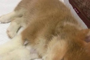 狗狗发烧且流脓鼻涕（宠物犬瘟热的危险和治疗方法，让您的狗狗重获健康）