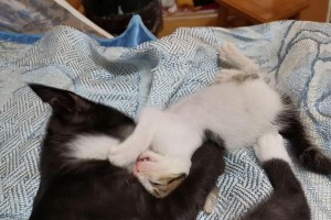 了解流浪小猫不可忽视的“猫检”套餐（保护流浪小猫健康，从“猫检”套餐开始）