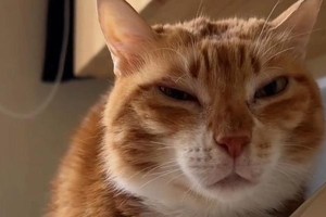 小猫便秘的症状及处理方法（了解小猫便秘的原因和如何帮助它们恢复正常排便）