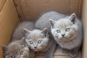 探秘蓝猫的多彩世界（追寻蓝猫身上的七种颜色奇谭）