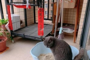 探究猫咪泌尿系统疾病的症状及治疗方法（了解猫咪泌尿系统疾病症状与治疗，保护爱宠健康）