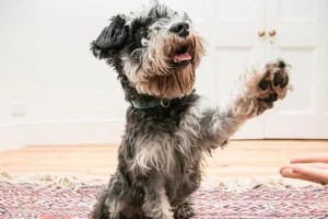 狗狗抬前爪（狗狗抬前爪是什么意思？为何重要？）