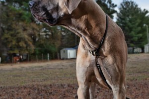 大丹犬（探索这一庞大犬种的起源、特点与养护要点）