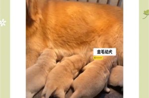 金毛犬的饲养注意事项（金毛犬和其他犬种的区别）