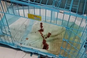 宠物医院治愈率低下，如何提高宠物存活率？（避雷！宠物医院治愈率不高的关键原因及解决之道）